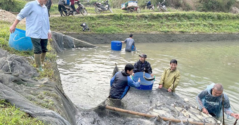 Lào Cai: Gia đình nông dân làm giàu từ nuôi cá nước ngọt