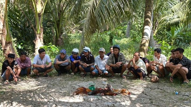 Xác minh, làm rõ nhóm đối tượng đá gà trong vườn dừa