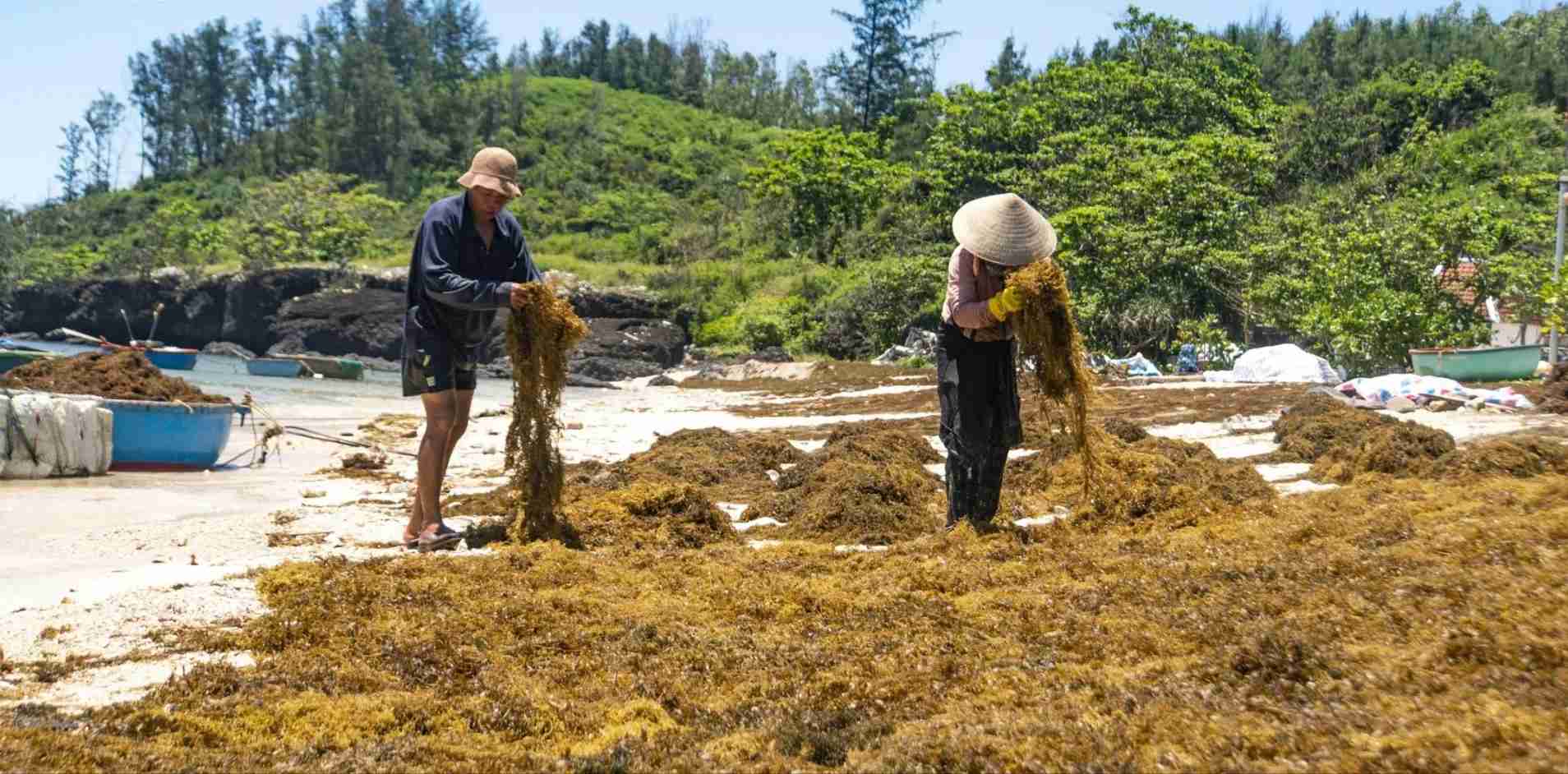 Rong mơ Quảng Ngãi hiện nay chủ yếu phơi khô xuất bán thô. Ảnh: Linh Đan