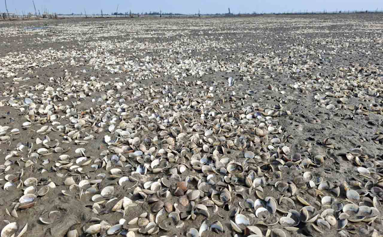 Dead clams whitening the beach in Mai Phu commune, Ha Tinh province. Photo: Tran Tuan