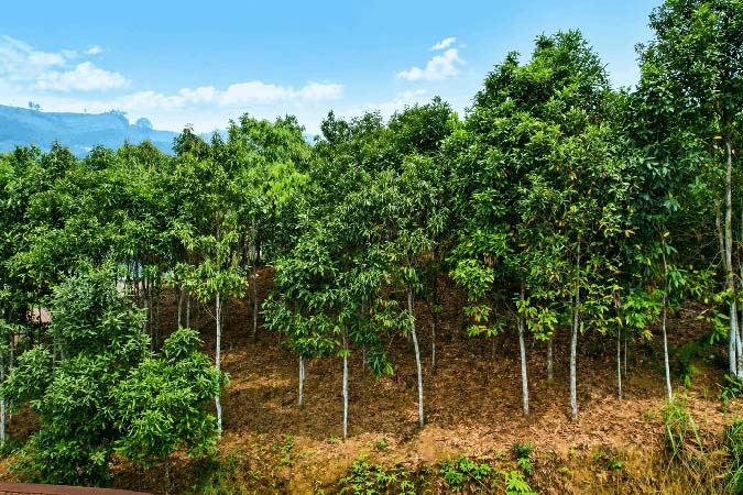 Toàn thôn Đồng Phúc có trên 170ha quế và đây là nguồn thu nhập chính của các hộ. Ảnh: Cổng TTĐT Lào Cai