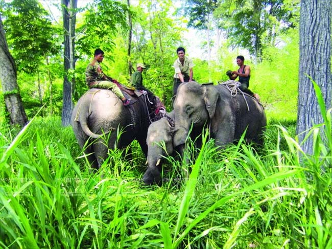 Elephants are animals associated with the people of Buon Don (Dak Lak) for generations, considered one of the cultural symbols of the Central Highlands region. Photo source: VNP