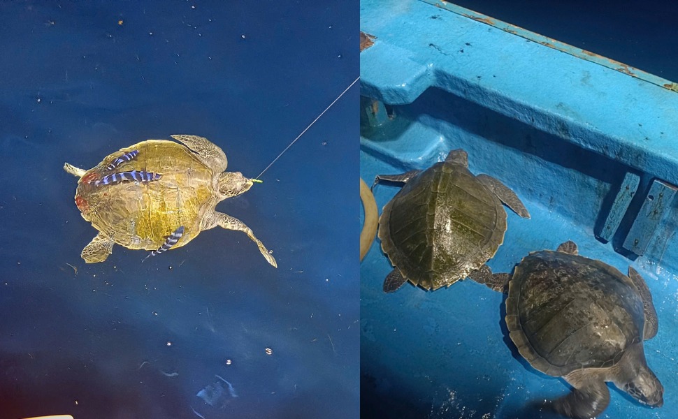 Les pêcheurs de la province de Gia Lai ont rapidement secouru et relâché de nombreux spécimens de tortues marines rares dans l'océan. Photo: Ái Trinh