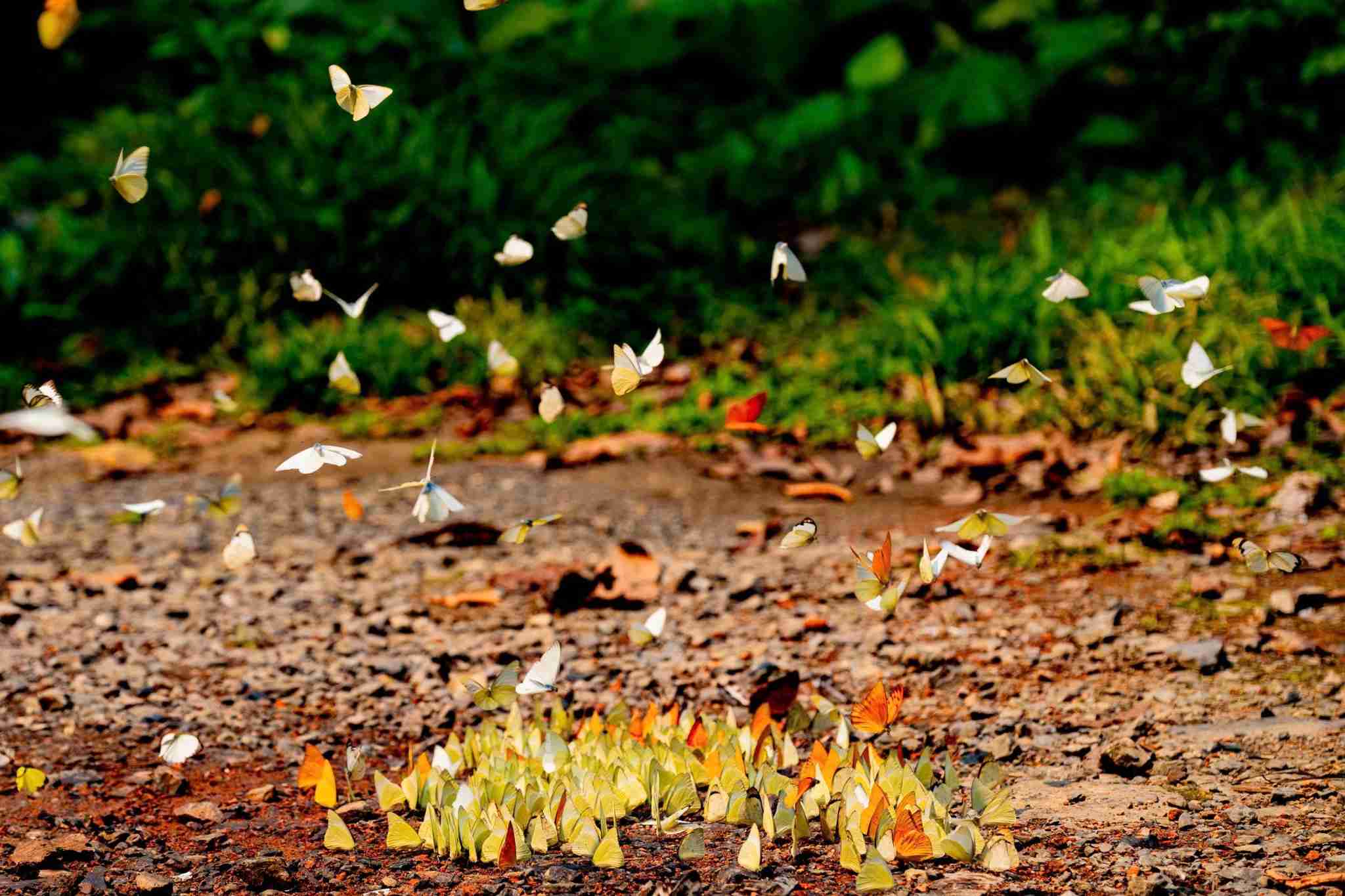 Hàng triệu cánh bướm xuất hiện với nhiều màu sắc. Ảnh: Diệu Anh