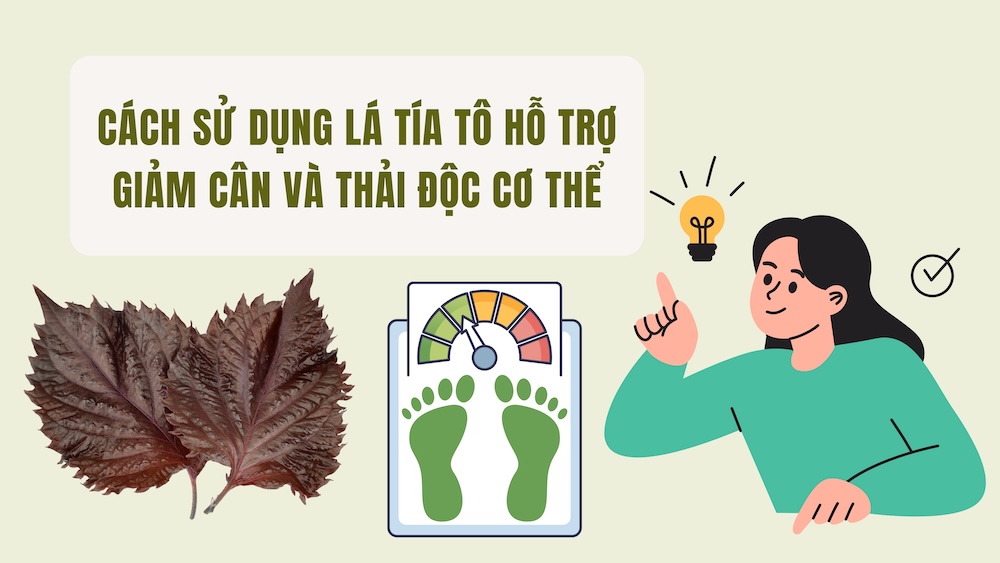 How to use perilla leaves to help lose weight and detoxify the body