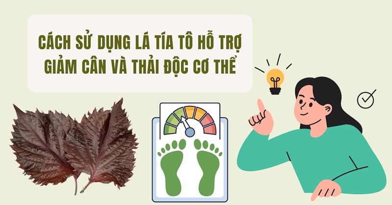 Cách dùng lá tía tô giảm cân, thải độc