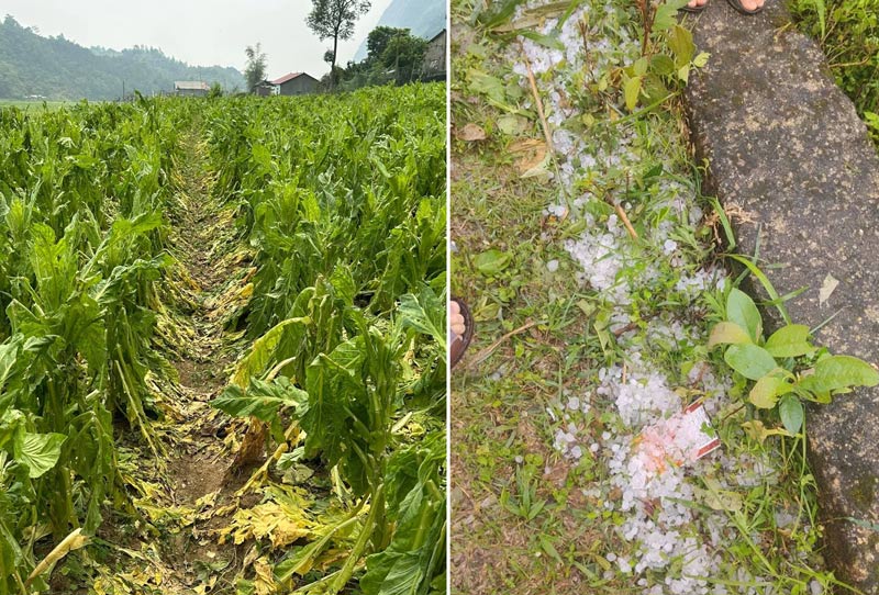 Hailstorms cause heavy damage in Cao Bang. Photo: Tan Van