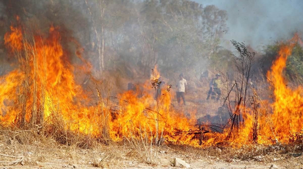 Hạt kiểm lâm Phú Mỹ diễn tập phòng chống cháy rừng. Ảnh: Minh Tâm