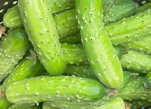 How to supplement collagen with cucumbers is very simple and effective. Photo: Kieu Vu