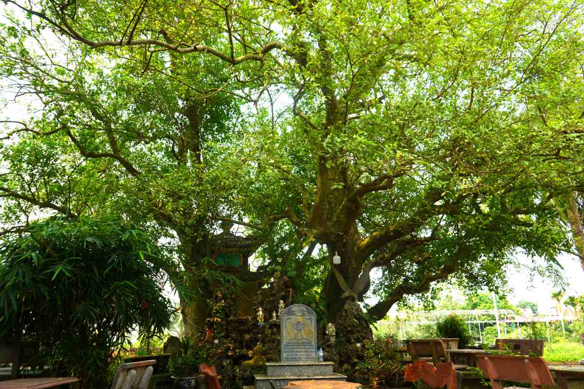 Heritage Duoi tree in the communal house yard of An Bien village, Hai Phong. Photo: Mai Dung