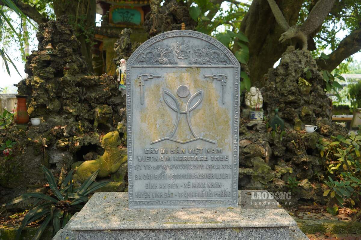 Cụm cây duối được công nhận cây di sản từ tháng 4.2024. Ảnh: Mai Dung