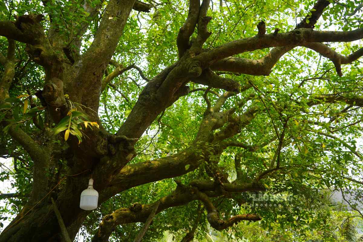 Tán cây xòe rộng hàng trăm mét, “ôm” trọn sân đình làng. Ảnh: Mai Dung