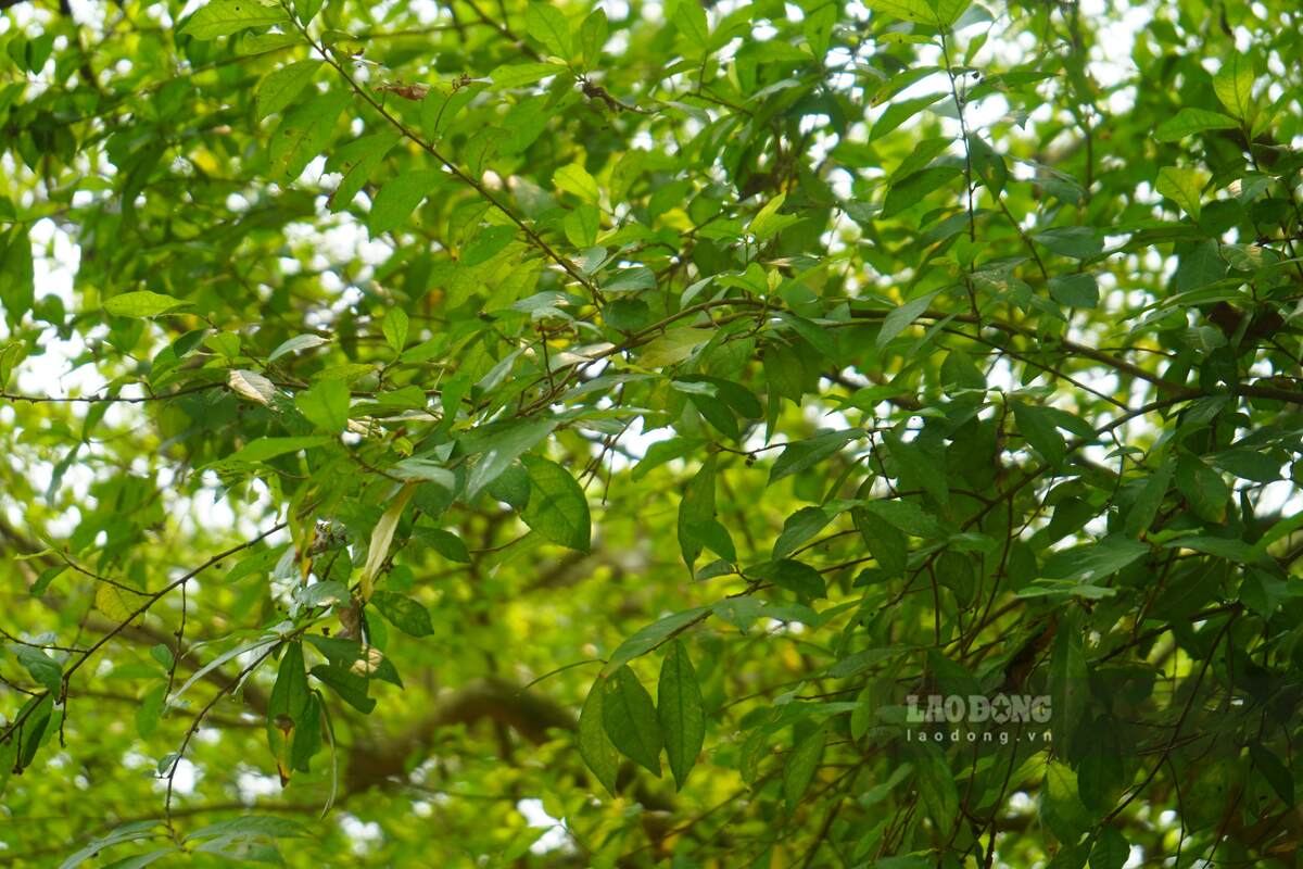 Trải qua hơn 300 năm, 3 “cụ” duối vẫn xanh tốt nhờ sự quan tâm, chăm sóc, bảo tồn của chính quyền, người dân địa phương. Ảnh: Mai Dung