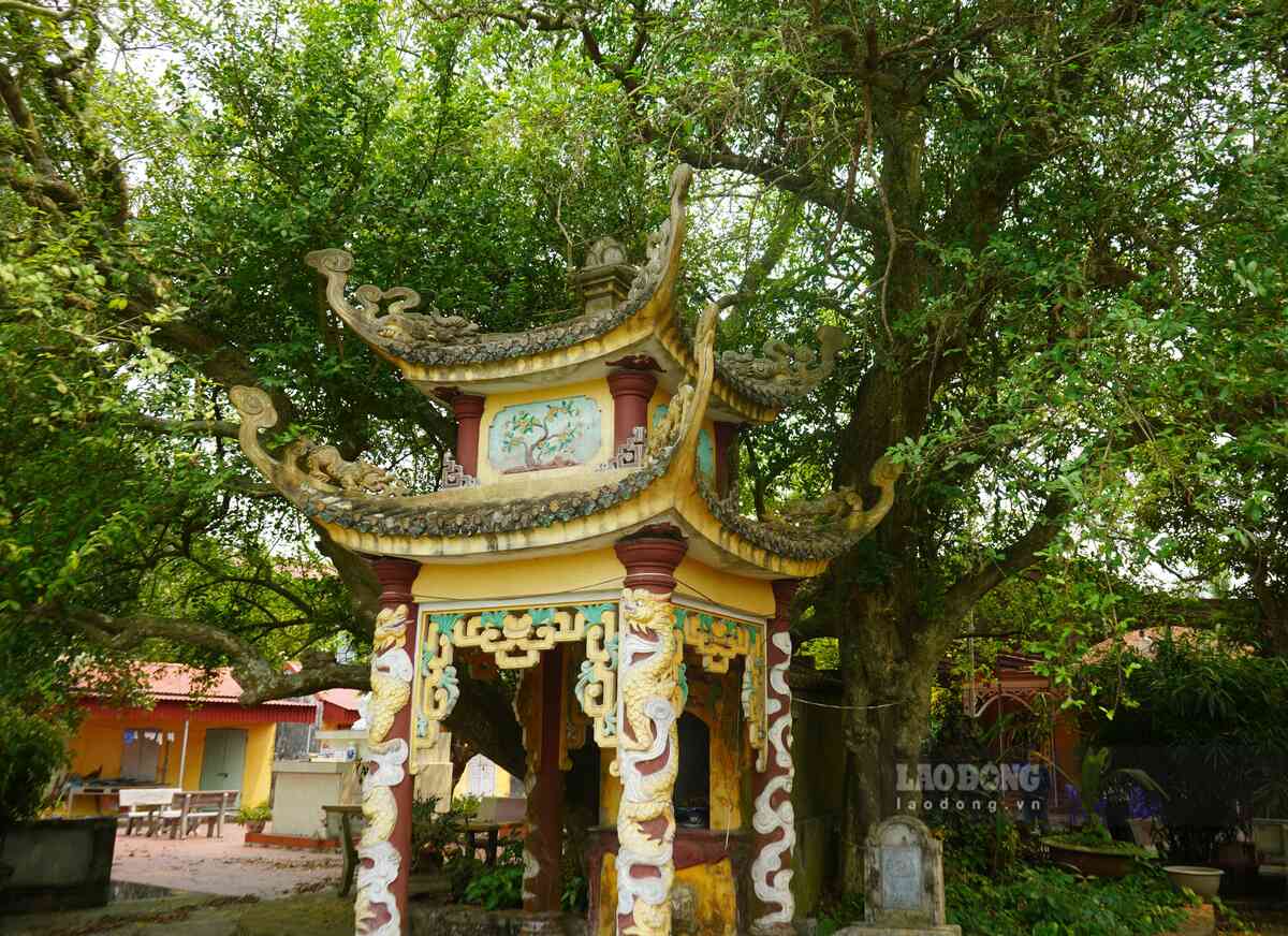 Dưới tán cây là ngôi miếu Ông Cả linh thiêng. Ảnh: Mai Dung