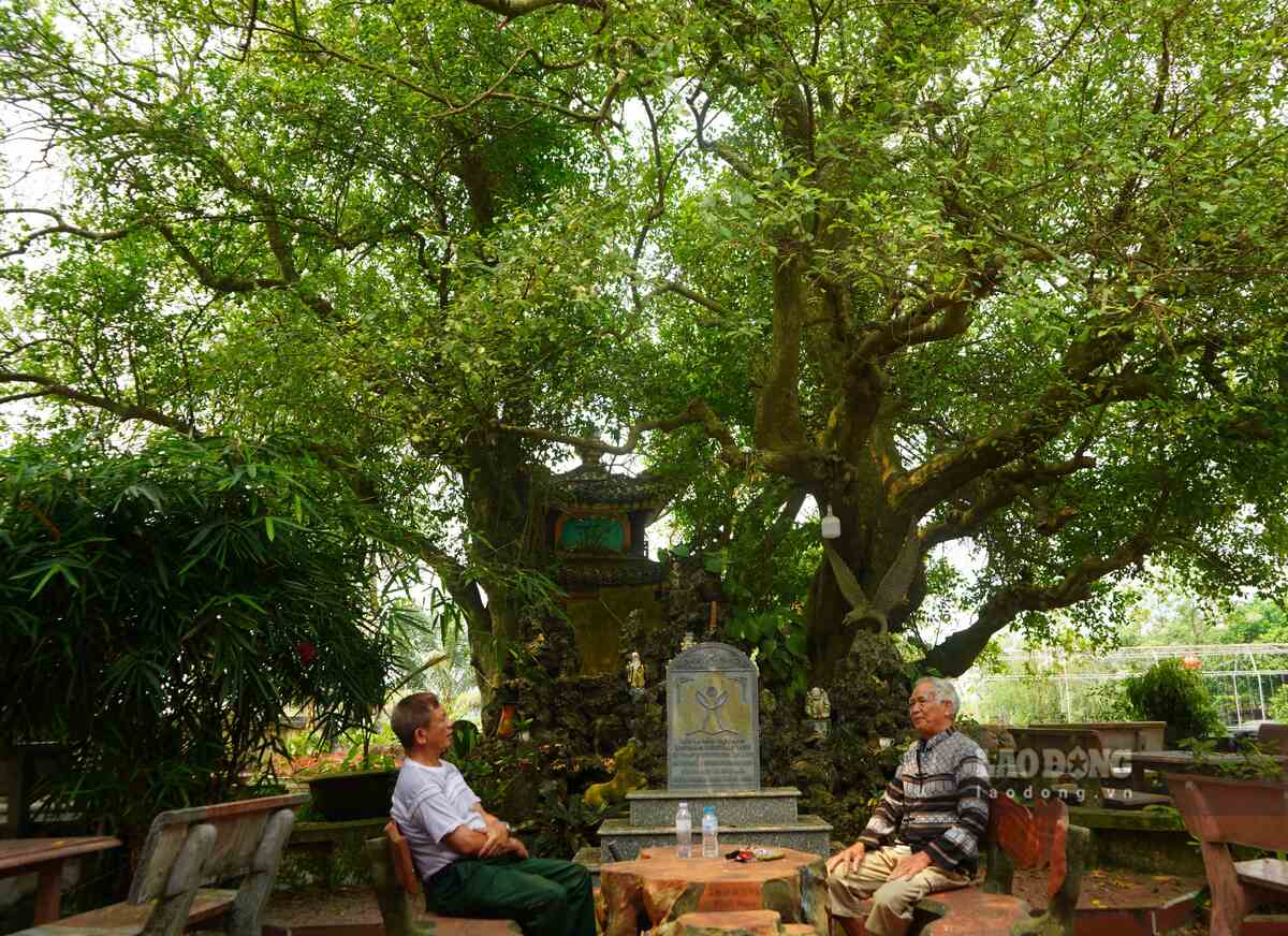 3 cây duối trong sân đình làng như “nhân chứng lịch sử“, chứng kiến sự đổi thay của làng quê suốt hơn 3 thế kỉ. Ảnh: Mai Dung