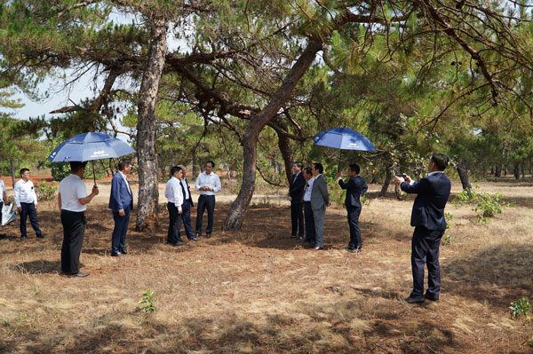 Rừng thông phù hợp với mô hình sân golf và nghỉ dưỡng. Ảnh: Thanh Tuấn 