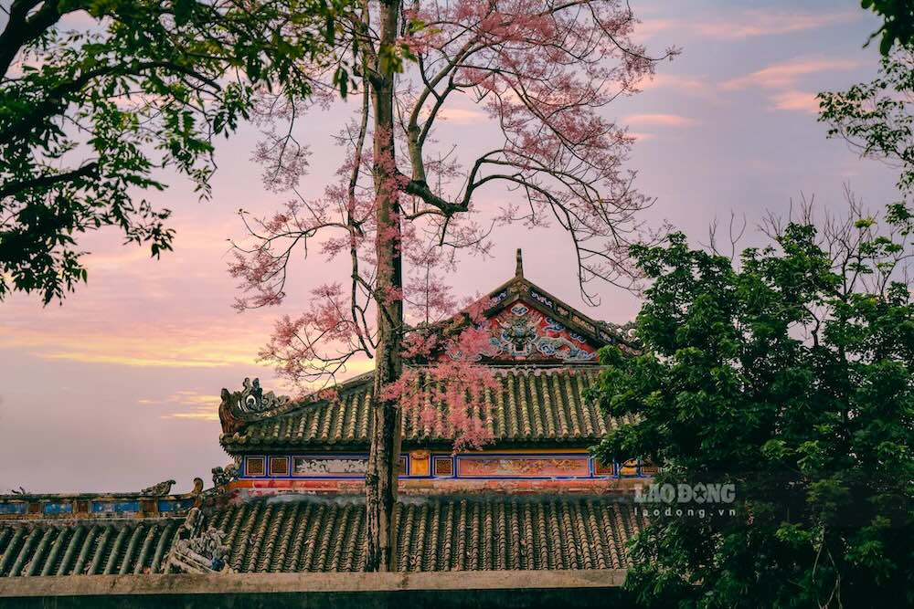 Theo tư liệu xưa, ngô đồng được xem là “vương giả chi hoa”, gắn với biểu tượng quyền uy, từng được vua Minh Mạng cho khắc trên Cửu đỉnh.