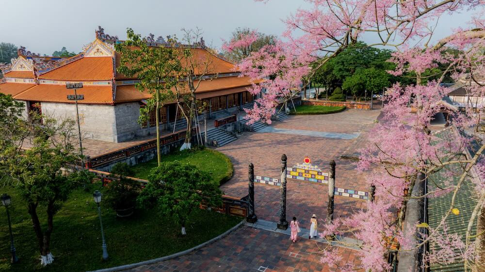 Tháng 4, những cây ngô đồng trong Hoàng cung Huế đồng loạt trút lá, để lộ các chùm hoa nhỏ li ti màu hồng dịu, tạo nên vẻ đẹp thanh tao, khác biệt giữa không gian cung đình. Ảnh: Đình Hoàng