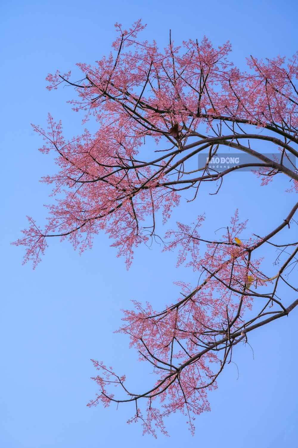 Sắc hoa ngô đồng góp phần làm sống dậy vẻ đẹp vừa kiêu sa vừa tĩnh lặng của Huế, trở thành điểm nhấn khó quên trong lòng du khách mỗi độ vào mùa.