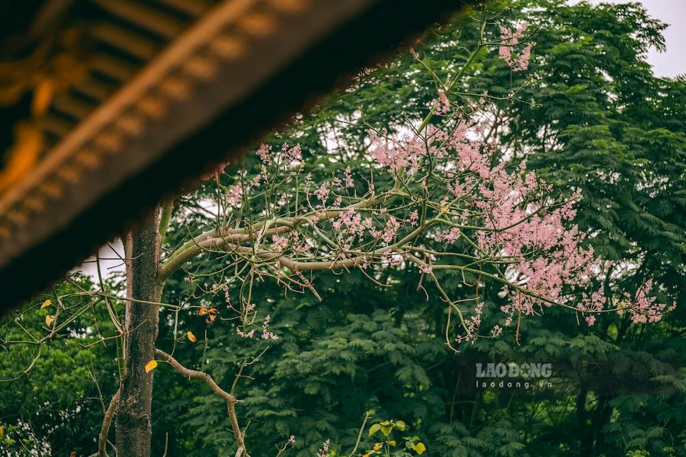 Loài cây này được trồng nhiều trong khuôn viên Hoàng cung, góp phần tạo nên nét riêng không thể trộn lẫn của di sản cố đô.