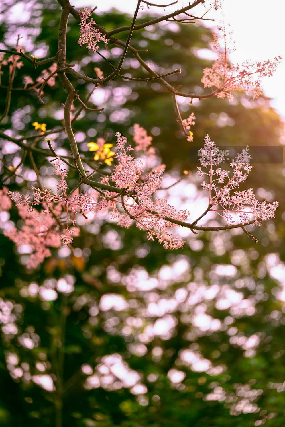 Du khách tìm đến Huế dịp này không chỉ để ngắm hoa mà còn để cảm nhận nhịp sống chậm, nhẹ nhàng đặc trưng của vùng đất cố đô.