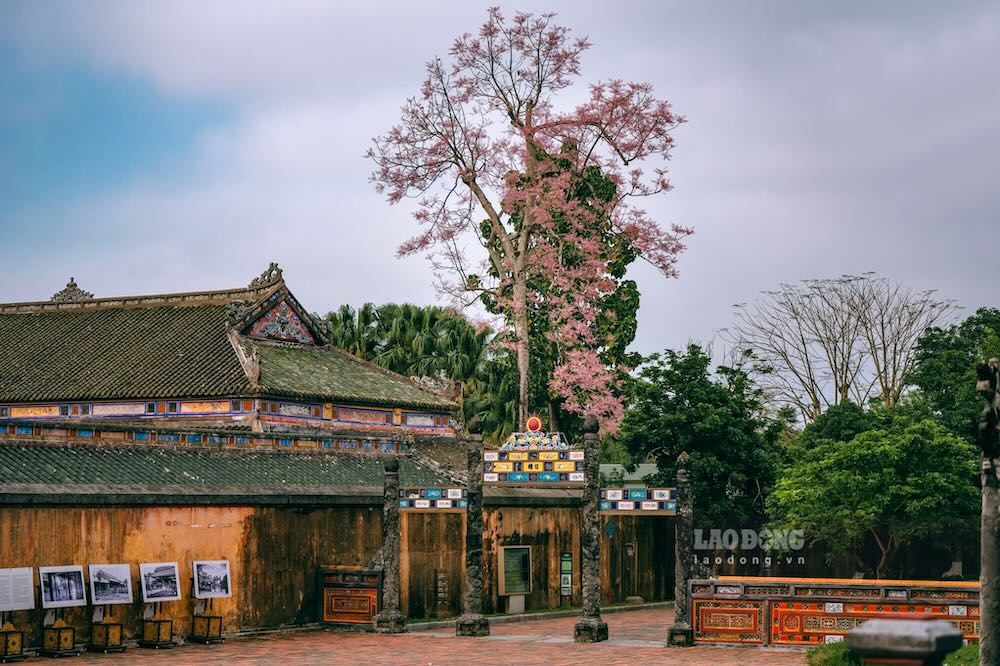 Sắc hoa nhẹ nhàng phủ lên nền kiến trúc rêu phong, khiến Kinh thành Huế thêm phần trầm mặc nhưng không kém phần cuốn hút.
