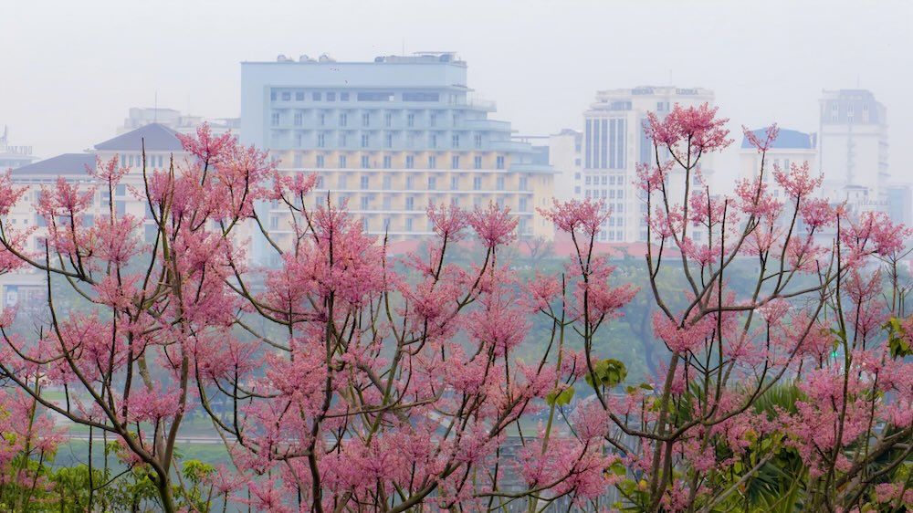 Không chỉ trong Đại Nội, ngô đồng còn nở rộ bên bờ sông Hương, điểm tô thêm cho bức tranh thiên nhiên thơ mộng của xứ Huế. Ảnh: Đình Hoàng