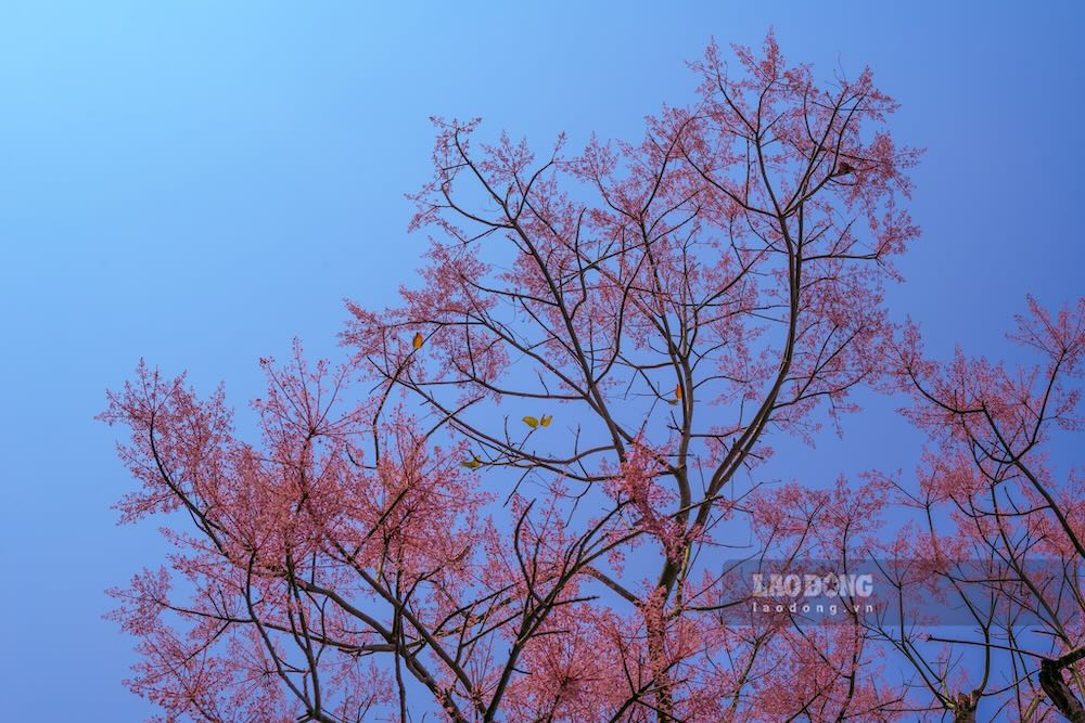 Ngô đồng thường nở từ tháng 3 đến tháng 5 âm lịch, mỗi năm chỉ rực rỡ trong một khoảng thời gian ngắn nhưng đủ để trở thành dấu ấn riêng của Huế.