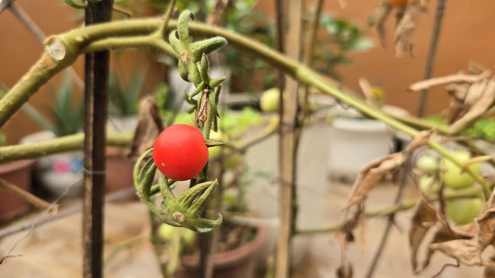 One of the signs recognizing the color of tomato leaves during development. Photo: Tuan Dat
