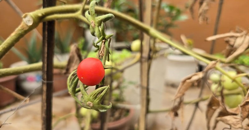 5 dấu hiệu dễ nhận biết cây cà chua phát triển tốt