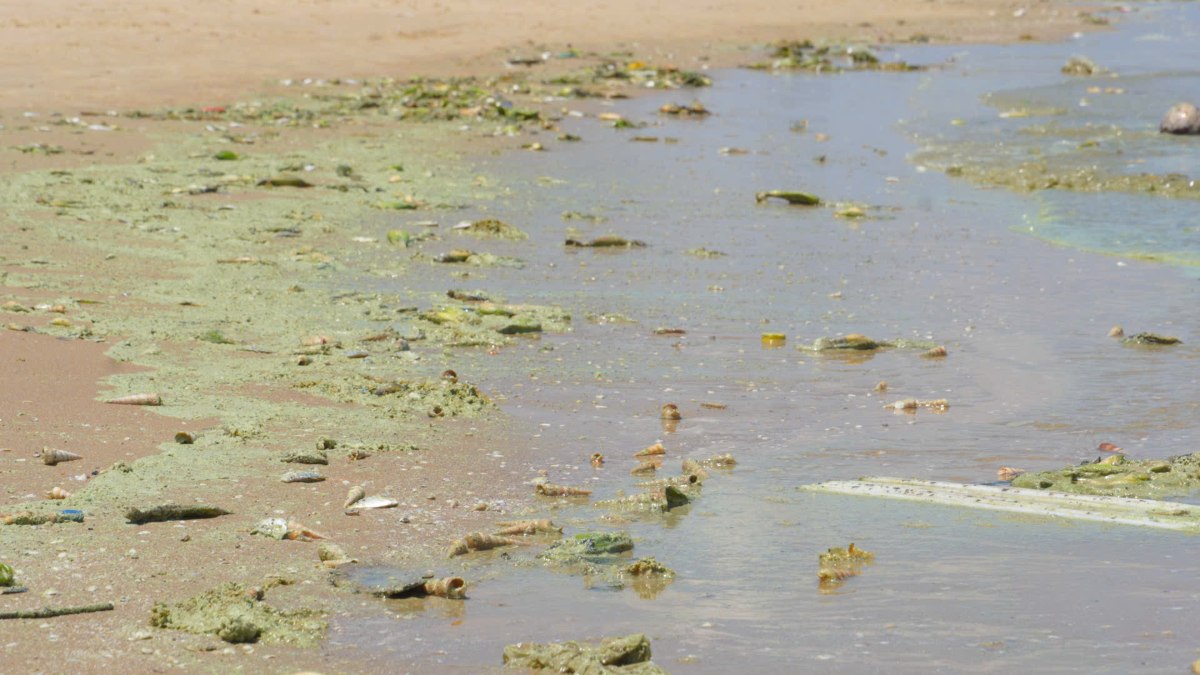 Những mảng xanh lưu lại trên cát sau từng con sóng. Ảnh: Nam Ngọc