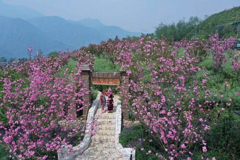 Hàng ngàn gốc anh đào