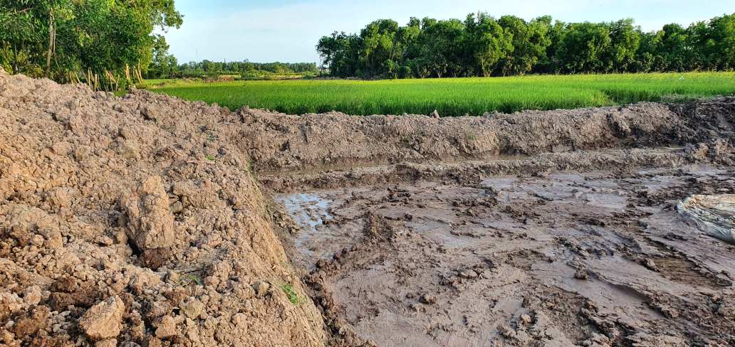 Người dân có đất bị thu hồi xin thu hoạch lúa xong mới bàn giao mặt bằng. Ảnh: Nhật Hồ.