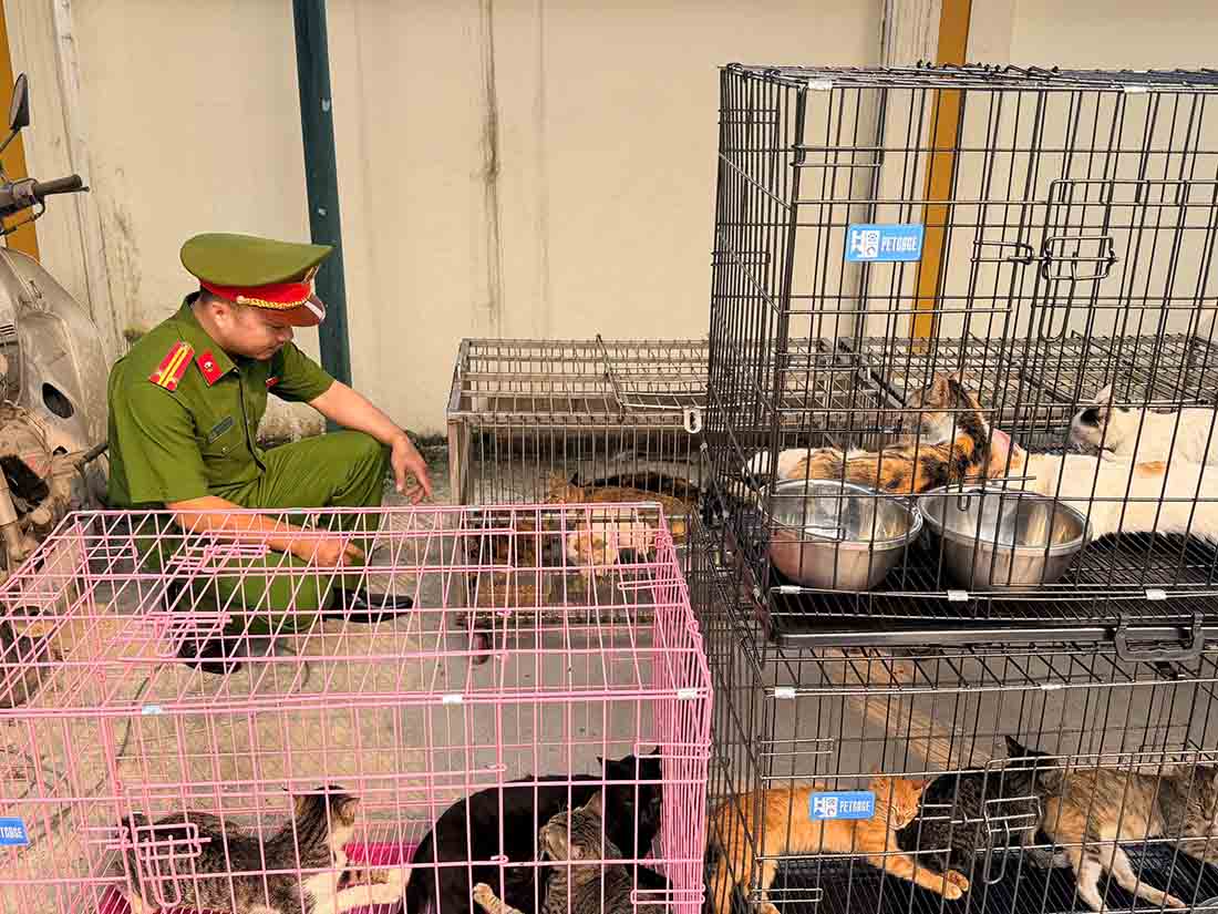 Công an TP Hà Nội vừa triệt phá đường dây trộm cắp mèo quy mô lớn. Ảnh: Công an Hà Nội 
