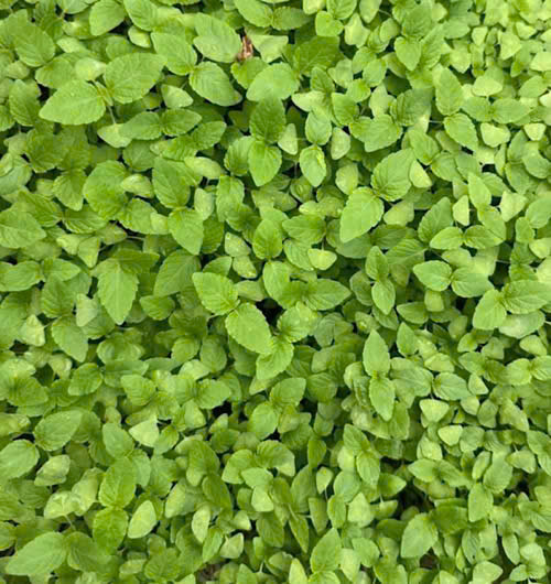 Kinh Gioi vegetables have many uses to support uric acid excretion. Photo: Quang Minh.