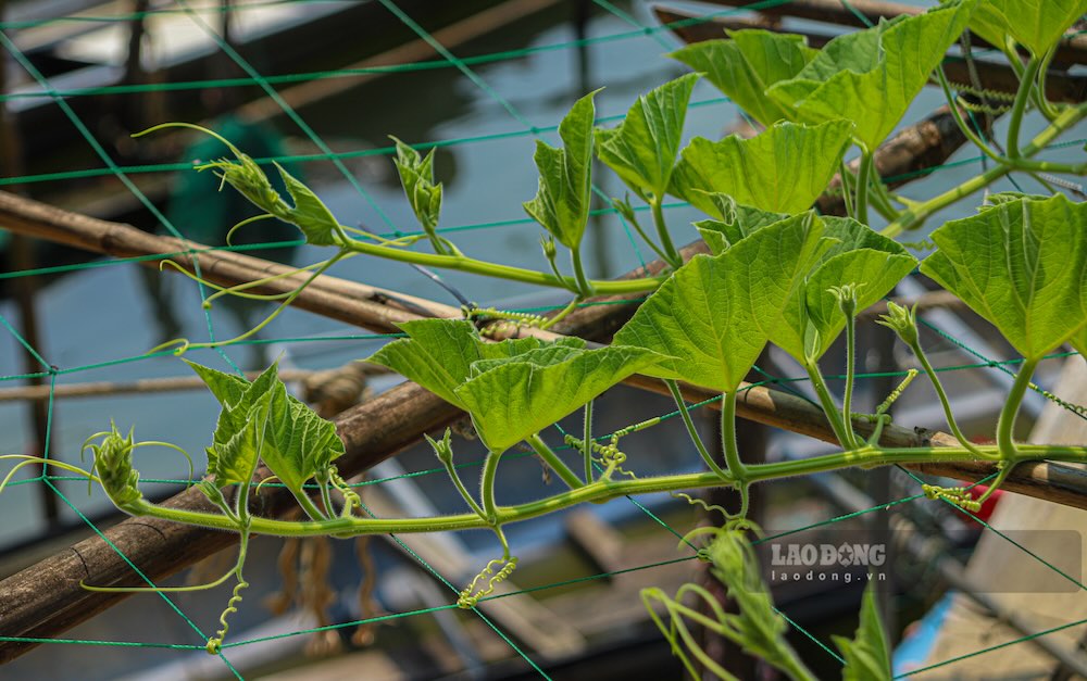 Những giàn bầu, bí xanh tốt được người dân trồng trên lưới và khung tre ngay trên các bè nổi, tận dụng tối đa không gian ven sông.