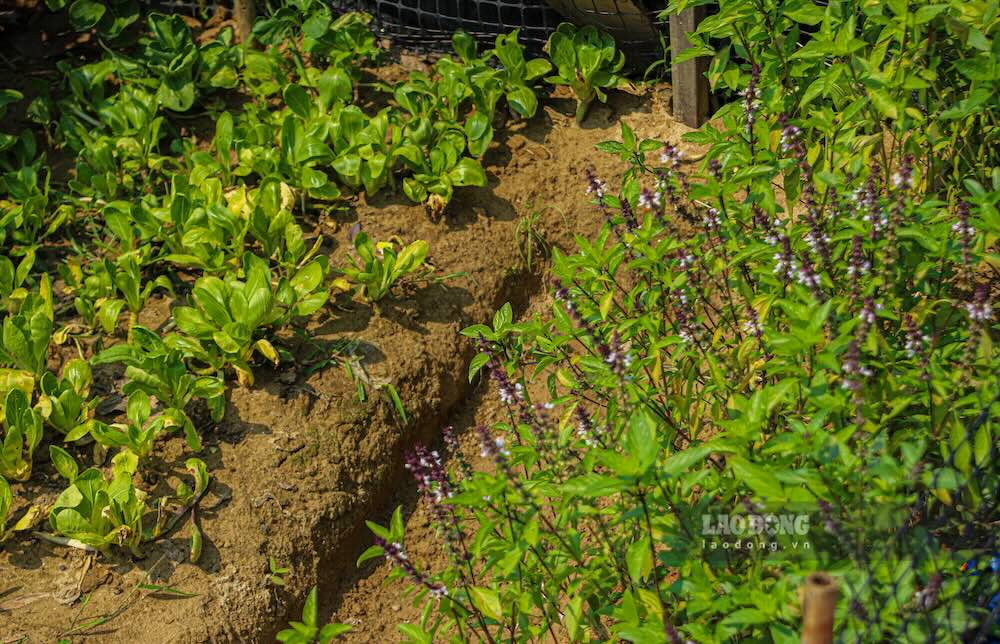 Dây leo, giàn rau phủ kín các khung bè, vừa làm thực phẩm hằng ngày, vừa góp phần cải thiện sinh kế cho người dân.