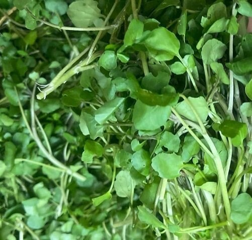 Watercress can support liver detoxification if processed properly. Photo: Kieu Vu.