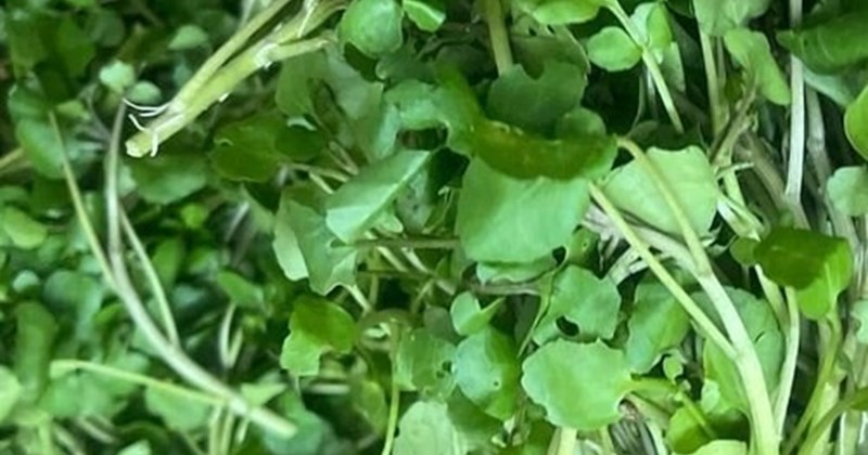 Thanh lọc gan bằng cách tiêu thụ rau củ giàu dinh dưỡng