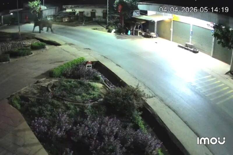 Wild elephants "walking", crossing the national highway in Huoi Mot commune, Son La province. Photo: NDCC