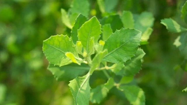 Barringtonia acutangula is a rustic plant growing on fences that helps support uric acid control. Photo: Quang Minh