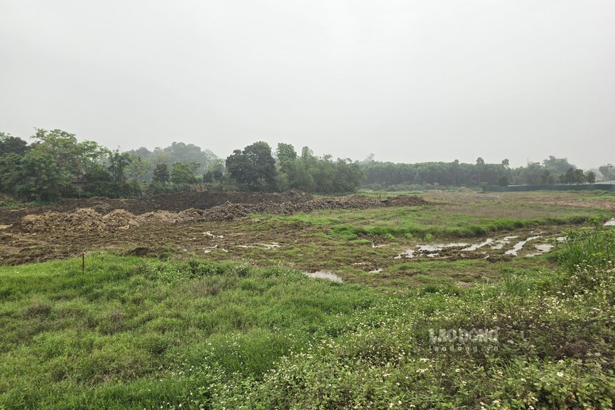 Khối lượng đất hữu cơ phải đào bỏ là rất lớn. Ảnh: Tô Công