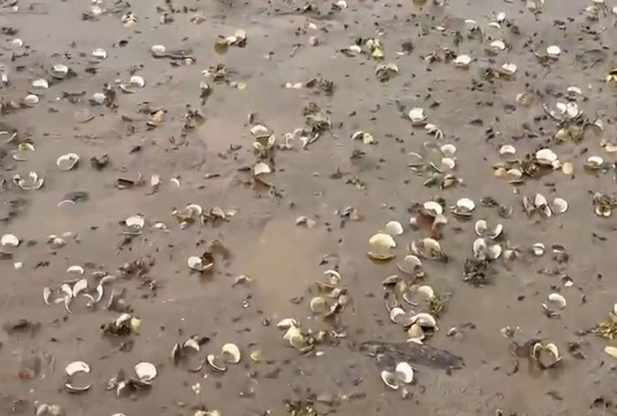 Mass clam deaths in Phu Hai area, Quang Ha commune, Quang Ninh province. Photo: Doan Hung