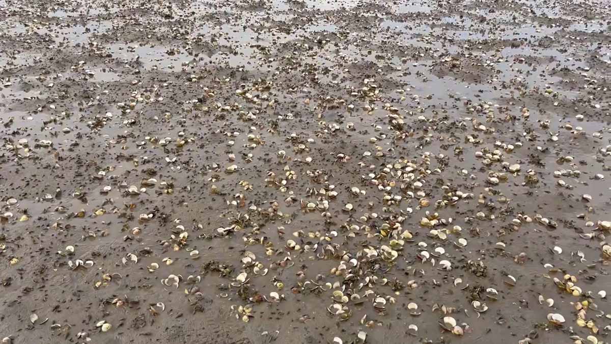 Nhiều hộ dân thiệt hại từ 20 - 80%. Ảnh: Đoàn Hưng