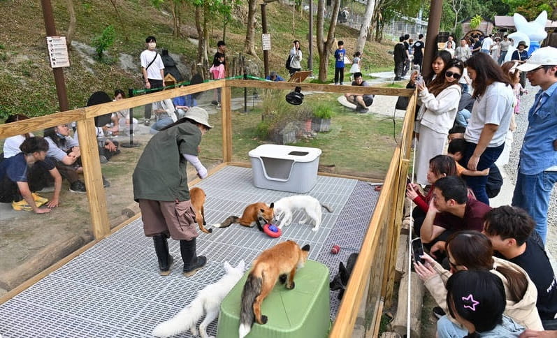 “Thung lũng Cáo” trở thành địa điểm hút khách du lịch sau cơn sốt “Tuyết sơn cứu hồ ly”. Ảnh chụp màn hình