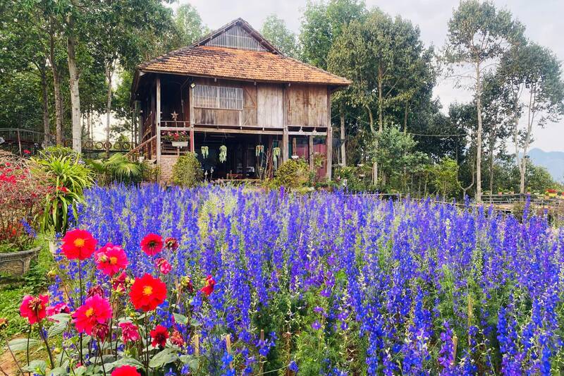 Khung cảnh ngập tràn hoa của Bình Thuận Farm và tuyến đường cờ hoa theo mùa xã Bình Thuận dưới chân Đèo Pha Đin hút khách check in. Ảnh: Trường Sơn