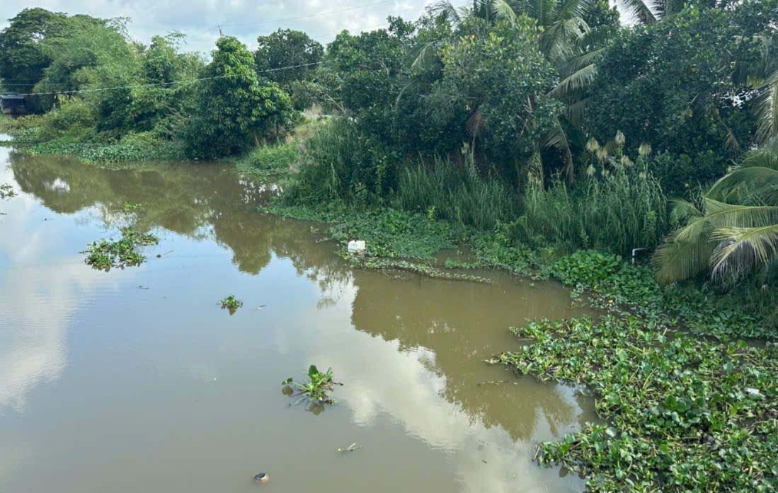 The canal section believed to have crocodiles in Tay Ninh. Photo: Cut from video