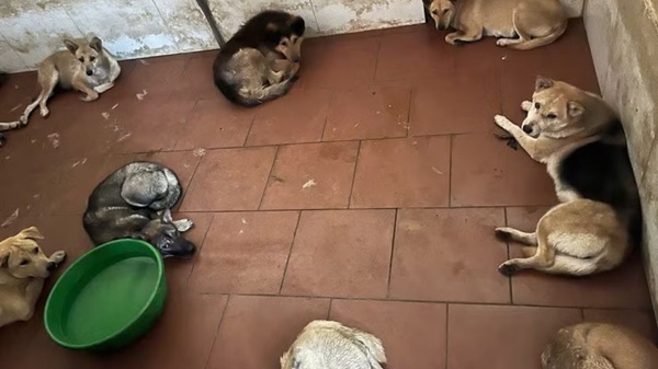 Công an xã Đa Phúc bắt nhóm trộm chó dùng súng điện hoạt động nhiều năm ở Hà Nội. Ảnh: CAHN