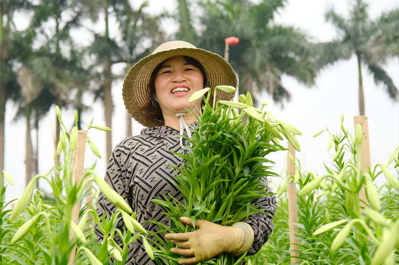 Lily flowers are in season, farmers are busy from 5 am to harvest flowers