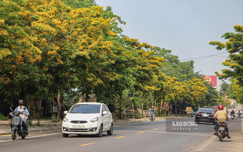Đầu tháng 4, nhiều tuyến đường ở phường Đồng Hới (tỉnh Quảng Trị) đồng loạt khoác lên mình những gam màu rực rỡ khi hoa phong linh vàng, giáng hương và tulip châu Phi bước vào mùa nở rộ, tạo nên diện mạo mới cho đô thị.
